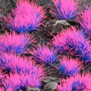 GamersGrass: Alien Tufts (Wild)